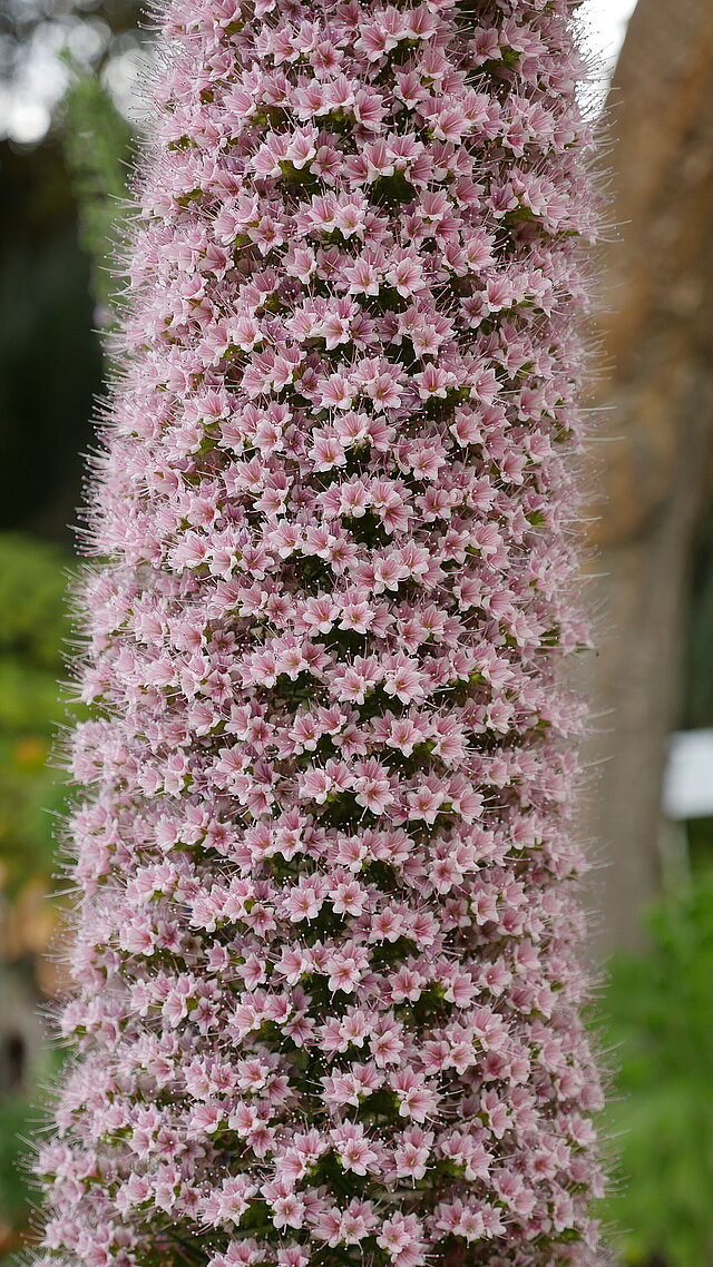 Rosafarbener Natternkopf