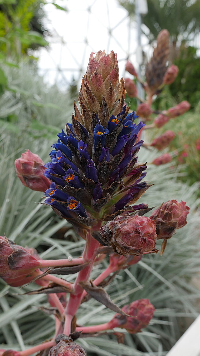 Eine äußerst seltene Blütenpracht: Puya venusta, Bromeliaceae (Herkunft: Chile)