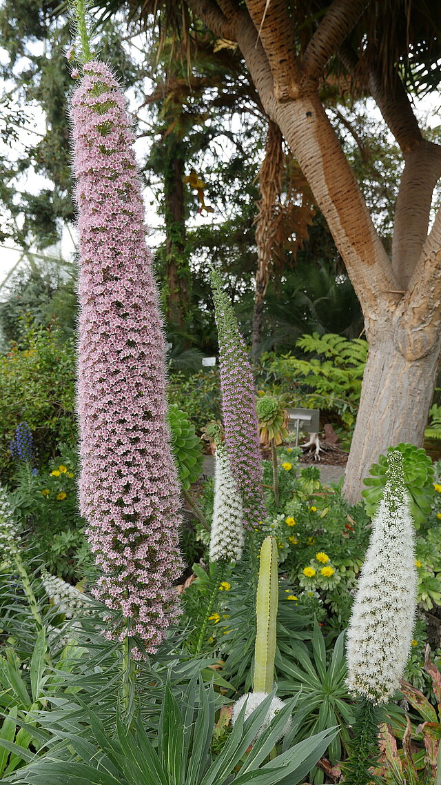 Vielfarbige Natternkopf-Hybride
