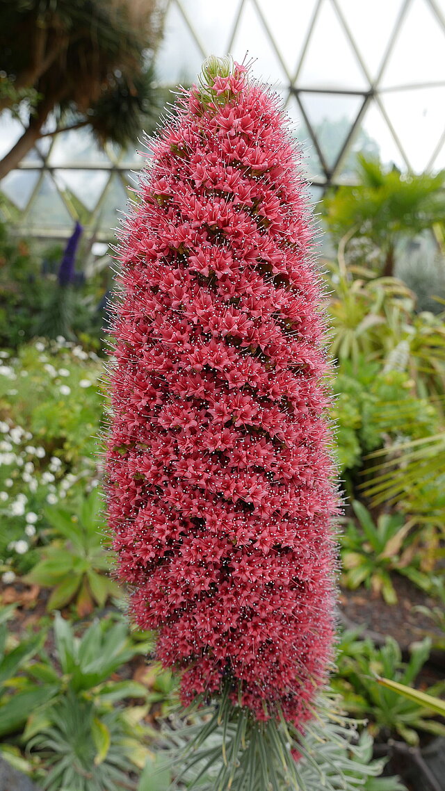 Diamant-Natternkopf (Echium wildpretii) mit roten Blüten