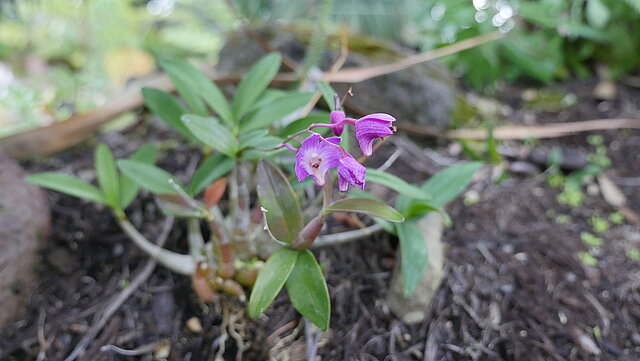 Seltene Schönheit: Eine Dendrobium kingianum Orchidee (Herkunft: Australien)