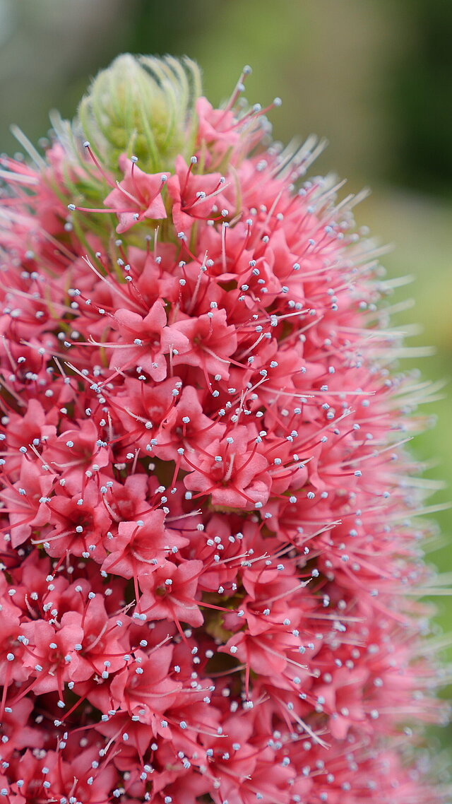 Diamant-Natternkopf (Echium wildpretii) mit roten Blüten