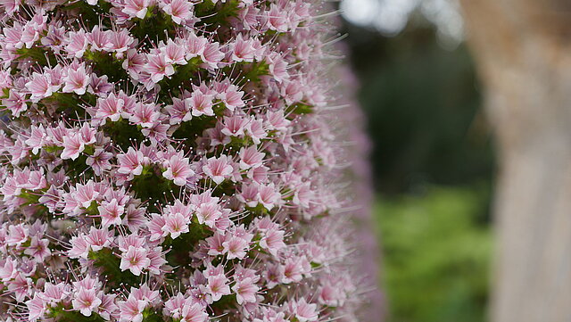 Rosafarbener Natternkopf