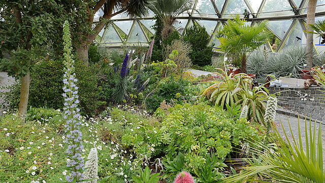 Vielfarbige Natternkopf-Hybride