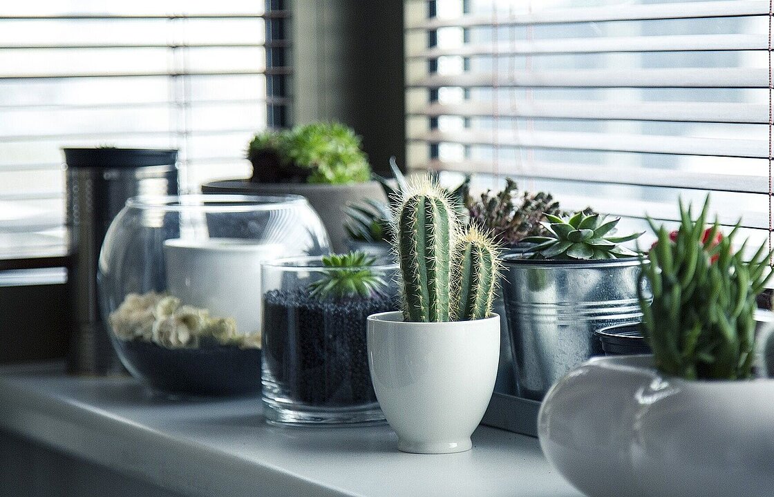 mehrere Pflanzen stehen in Töpfen vor einem Fenster